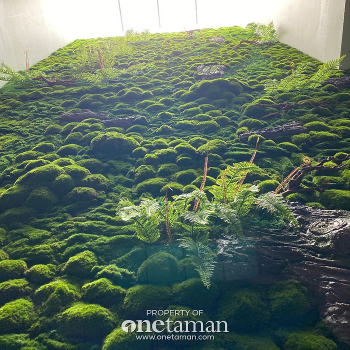 Jasa Pembuatan Moss Wall Jakarta